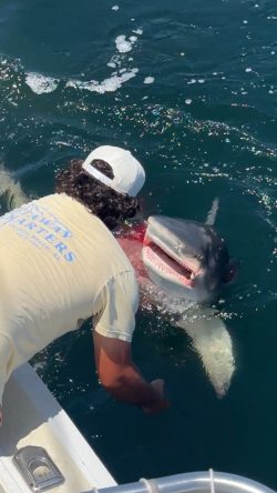 Shark being caught