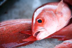 A close-up of a freshly caught red snapper fish lying on a surface with its mouth open.