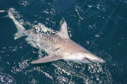 Shark in the water